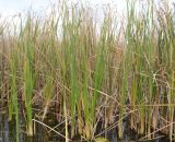 Typha angustifolia. Растения в конце вегетационного периода. Астраханская обл., Камызякский р-н, водно-болотное угодье \"Дельта р.Волги\", Никитинский банк. 14.10.2011.