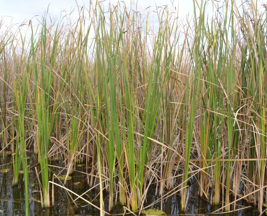 Image of Typha angustifolia specimen.