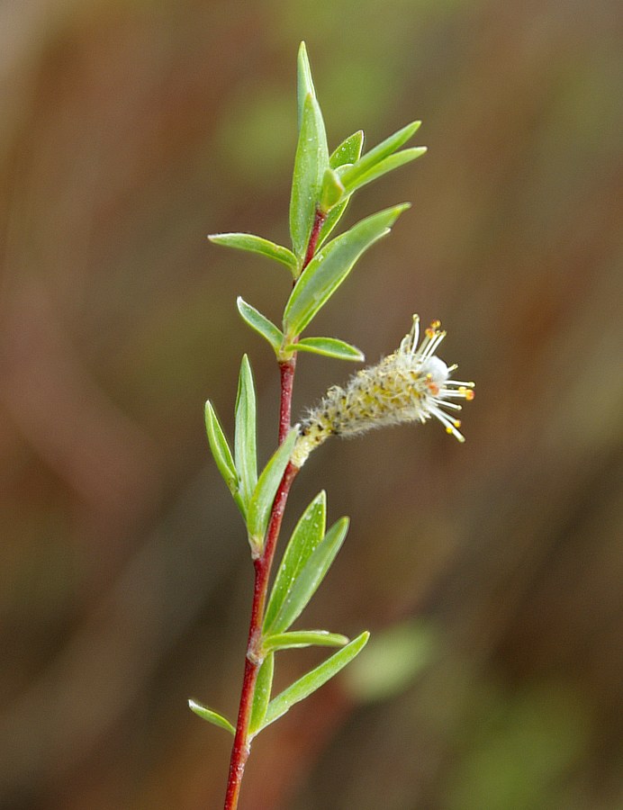 Image of Salix vinogradovii specimen.