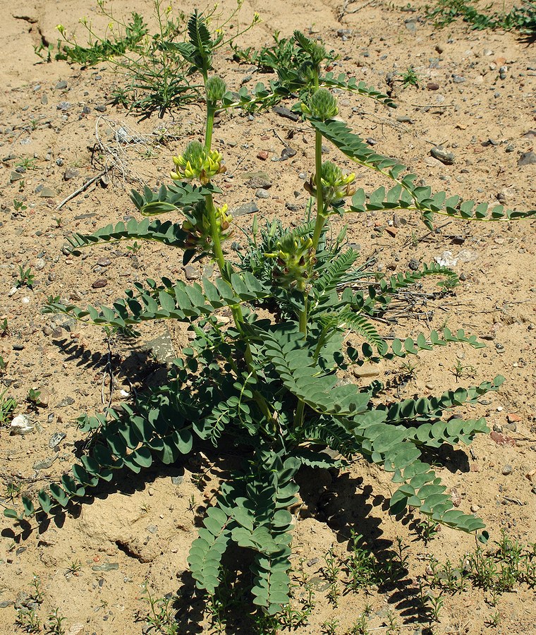 Image of Astragalus vulpinus specimen.