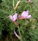 Astragalus podolobus. Часть соцветия. Копетдаг, Чули. Май 2011 г.