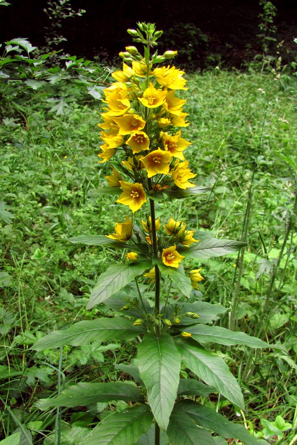 Image of Lysimachia verticillaris specimen.