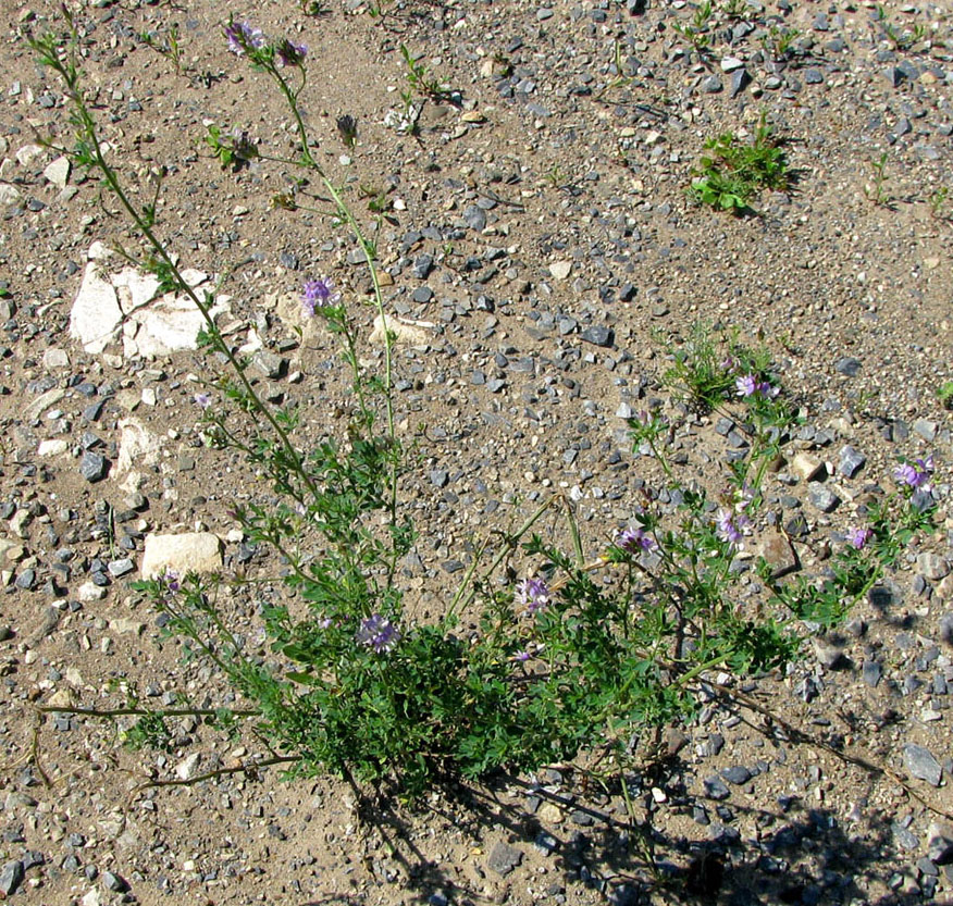 Image of Medicago sativa specimen.