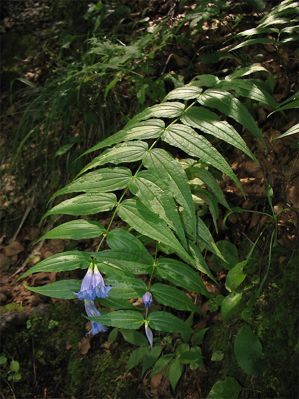 Image of Gentiana asclepiadea specimen.