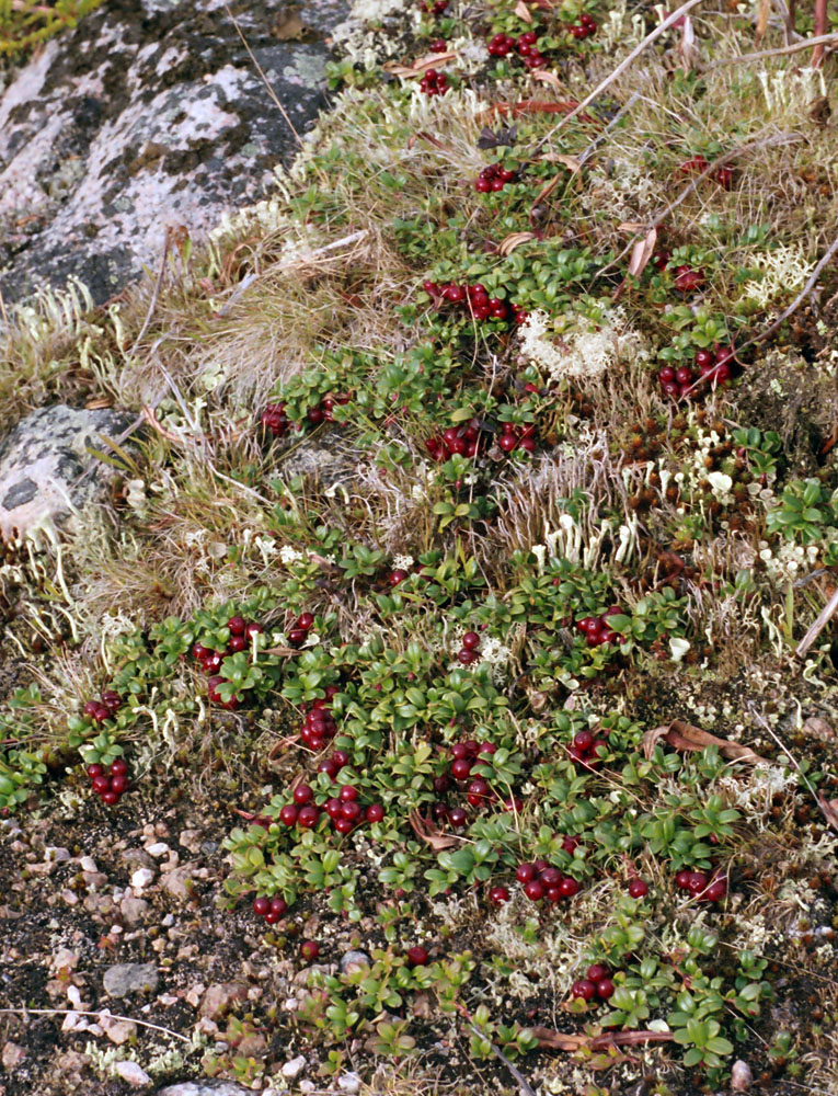 Image of Vaccinium vitis-idaea var. minus specimen.