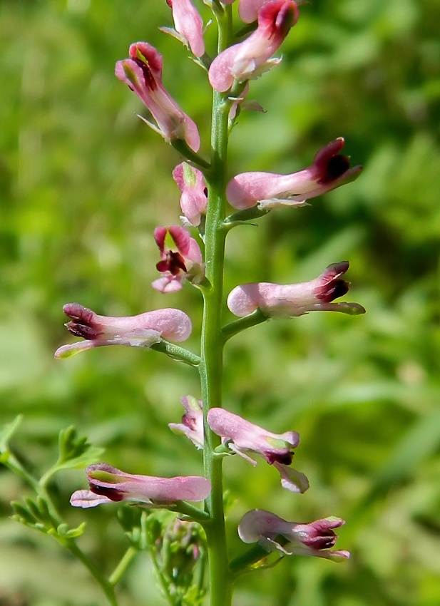 Image of Fumaria officinalis specimen.