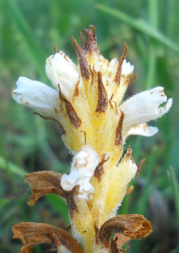 Image of Orobanche korshinskyi specimen.