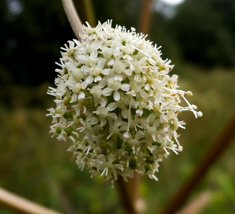 Изображение особи Angelica sylvestris.