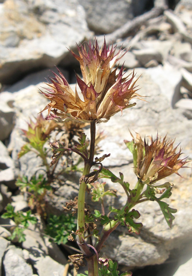 Image of Lamium glaberrimum specimen.