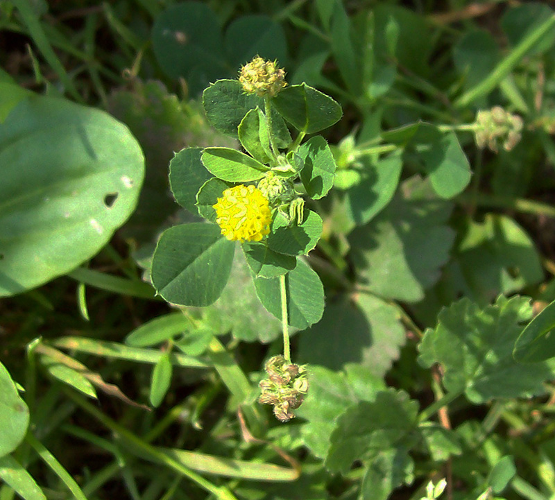 Image of Medicago lupulina specimen.