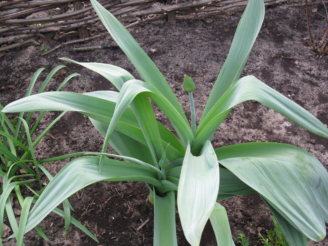 Image of Allium aflatunense specimen.