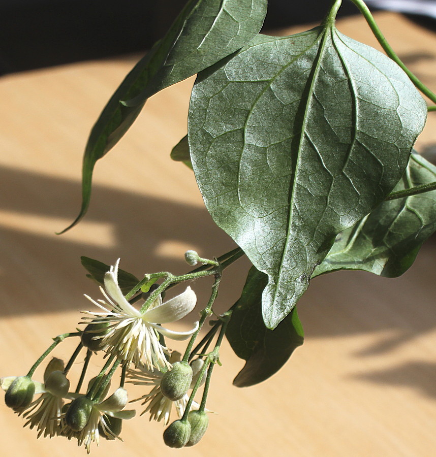 Image of Clematis vitalba specimen.