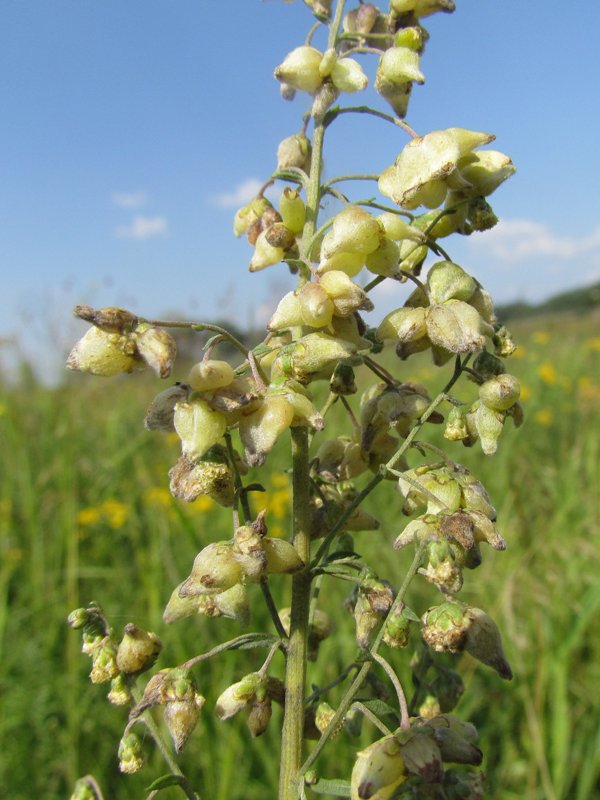 Изображение особи Artemisia laciniata.