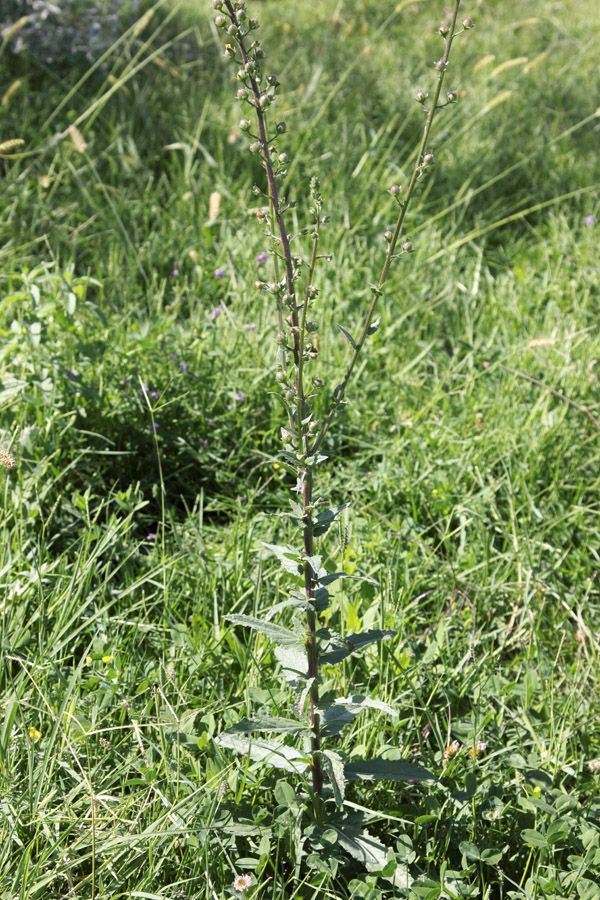 Image of Verbascum blattaria specimen.