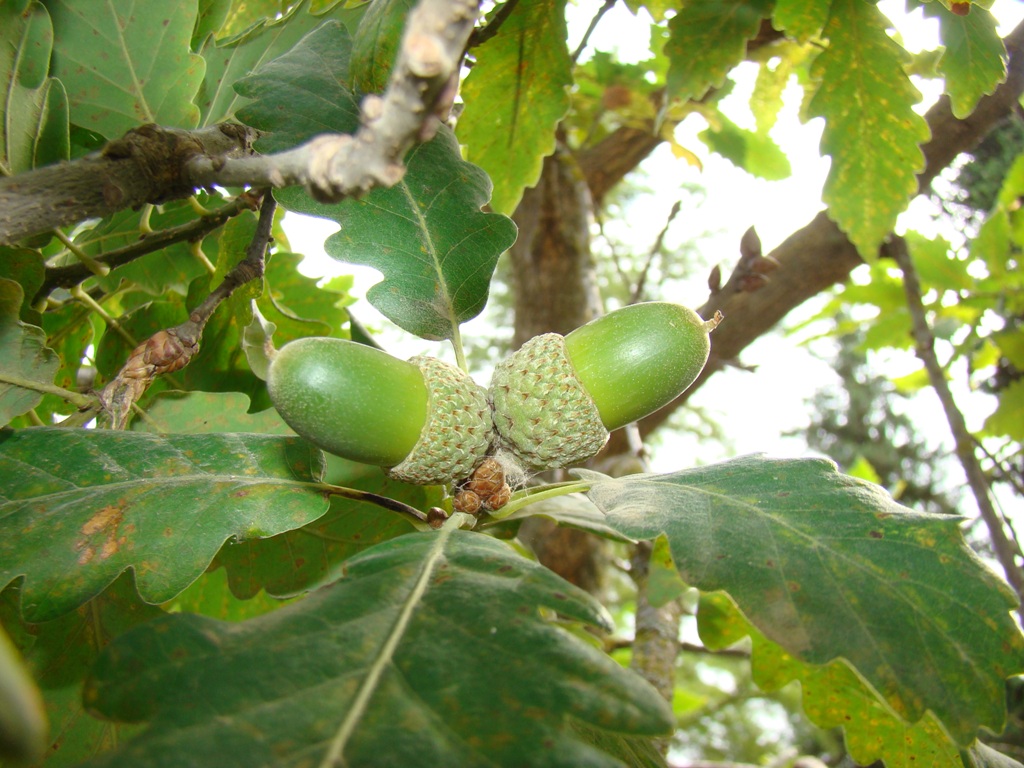 Image of genus Quercus specimen.