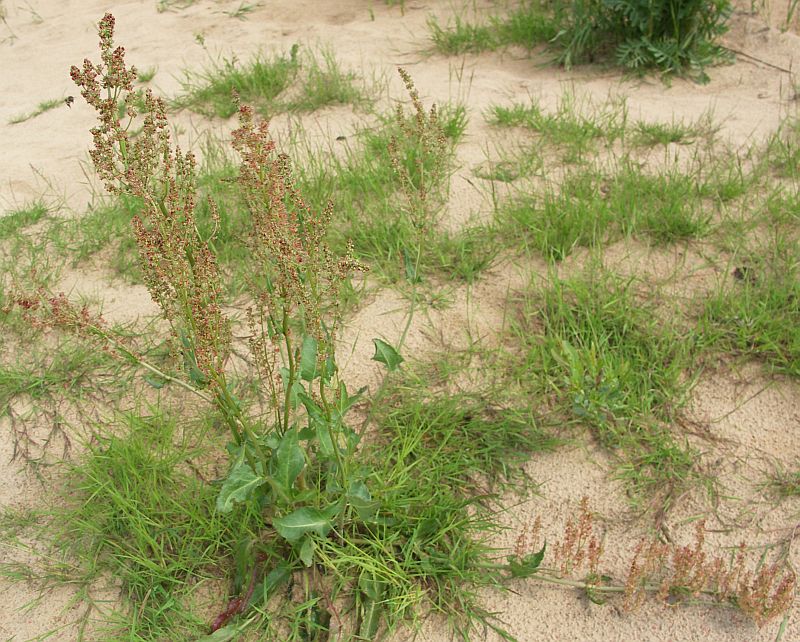 Image of Rumex thyrsiflorus specimen.