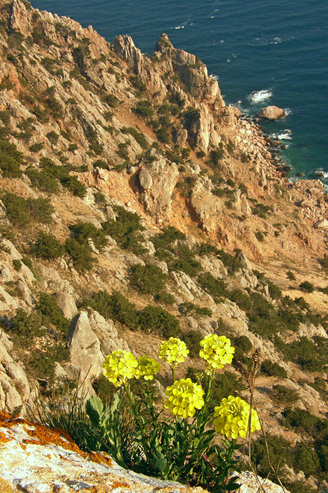 Image of Erysimum cuspidatum specimen.