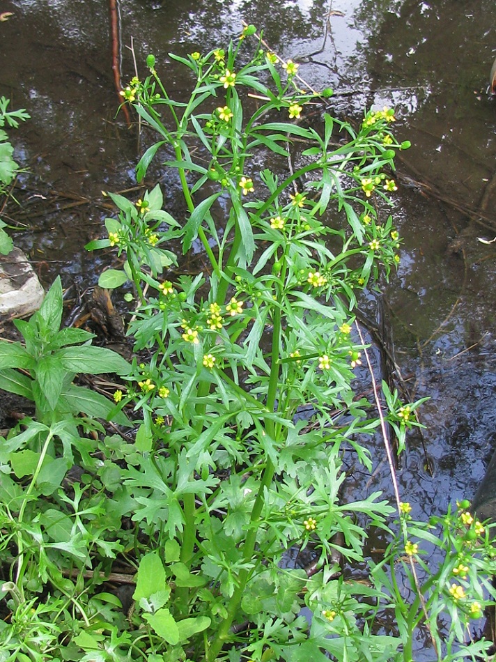 Image of Ranunculus sceleratus specimen.