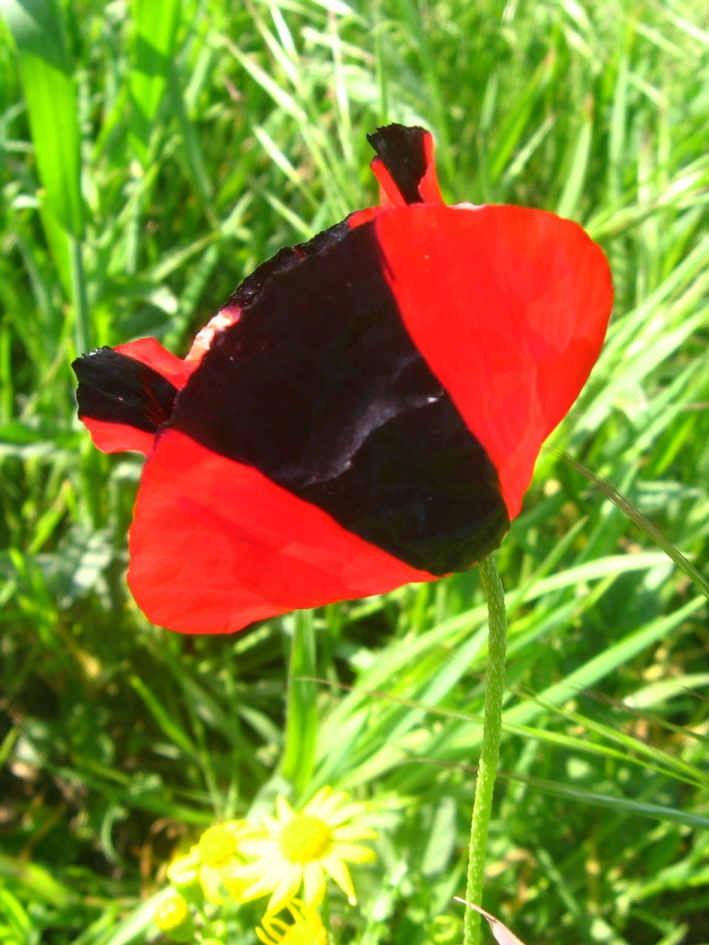 Image of genus Papaver specimen.