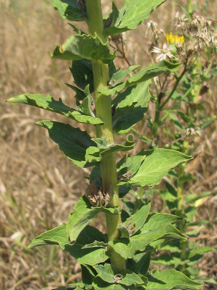 Изображение особи Hieracium robustum.