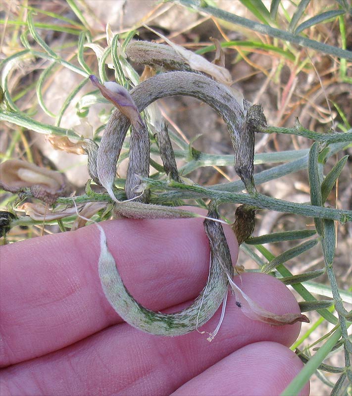 Image of Astragalus sanctus specimen.