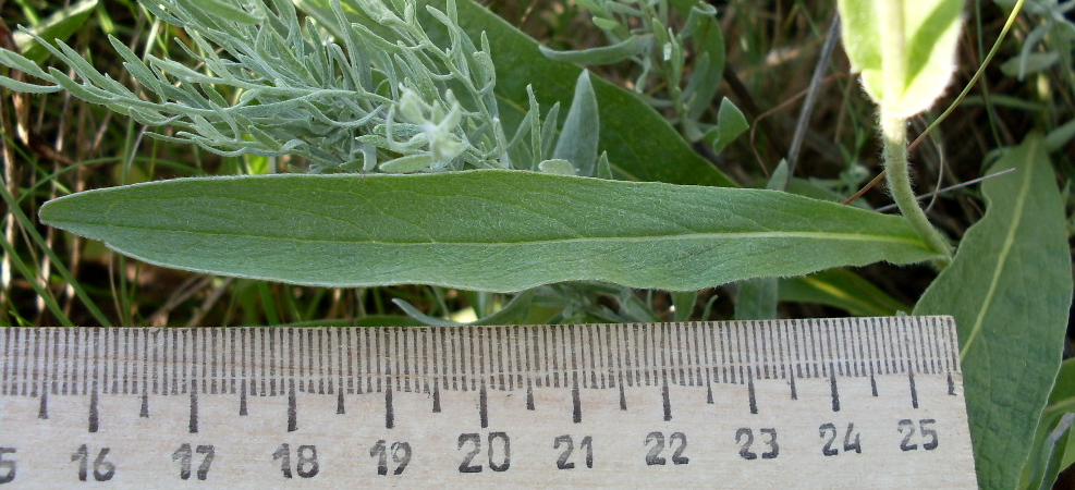 Image of Inula oculus-christi specimen.