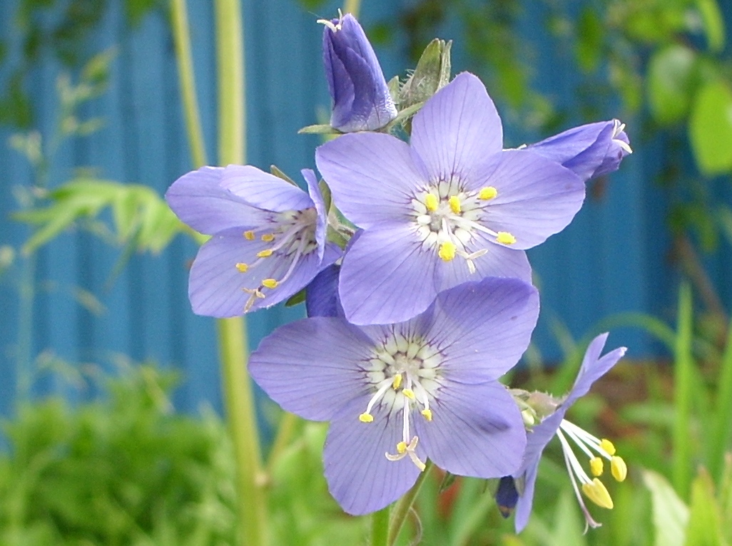 Image of Polemonium chinense specimen.