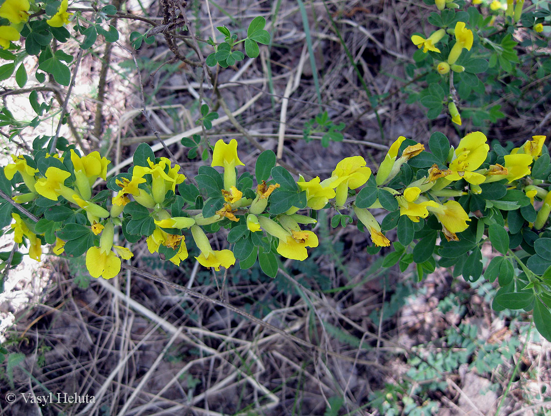 Image of Chamaecytisus ruthenicus specimen.