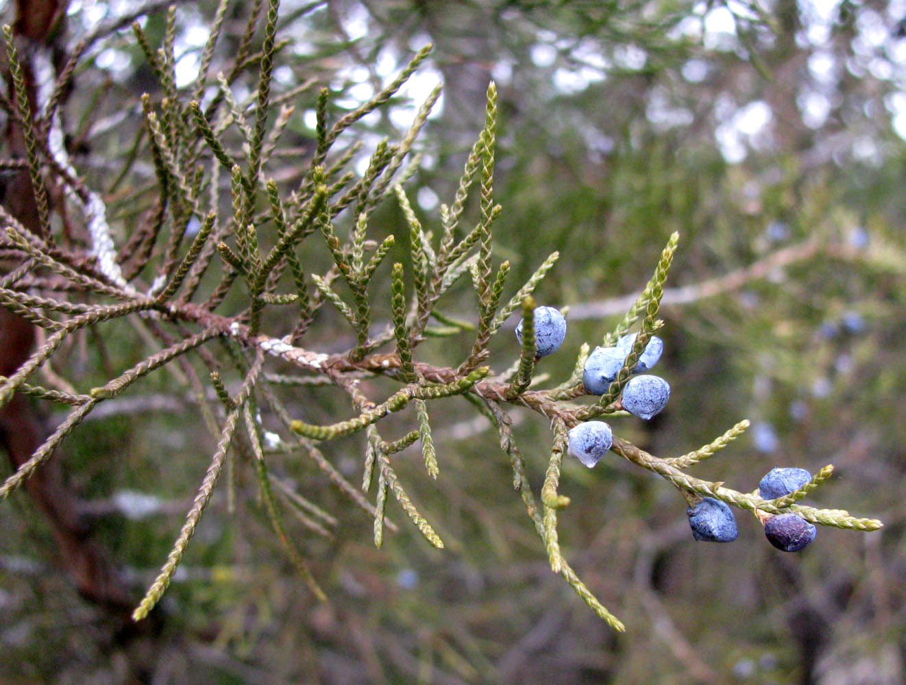 Изображение особи Juniperus virginiana.