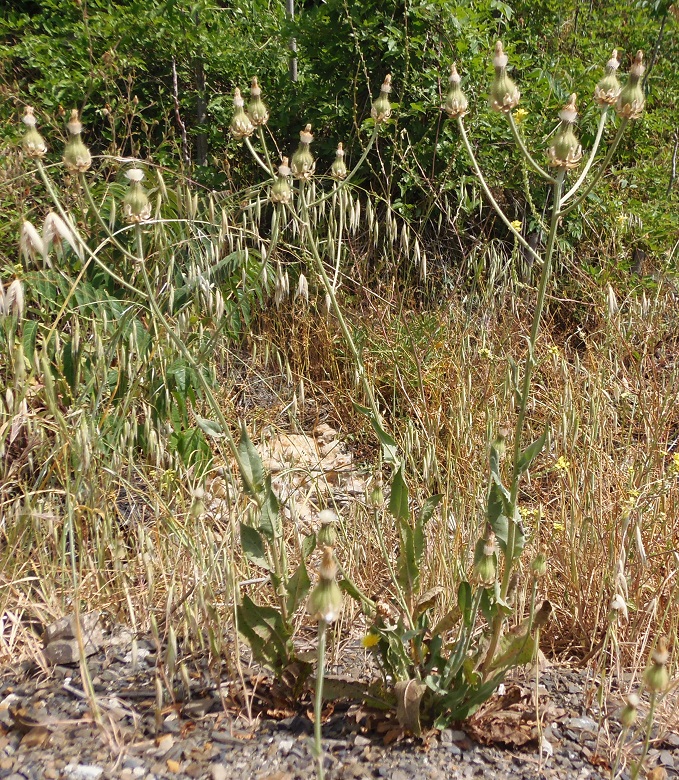 Image of Crepis alpina specimen.