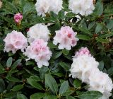 Rhododendron yakushimanum. Верхняя часть цветущего растения ('Schneewolke'). Германия, г. Krefeld, Ботанический сад. 11.05.2013.