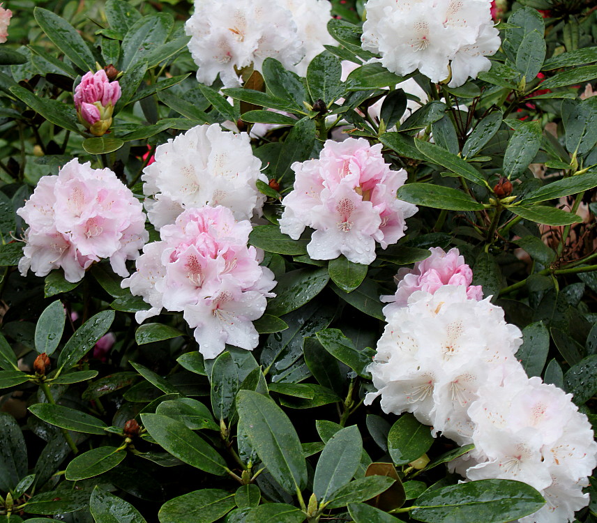 Image of Rhododendron yakushimanum specimen.