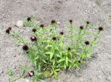 Dianthus barbatus. Цветущее растение. Владивосток, Ботанический сад-институт ДВО РАН. 8 июня 2013 г.