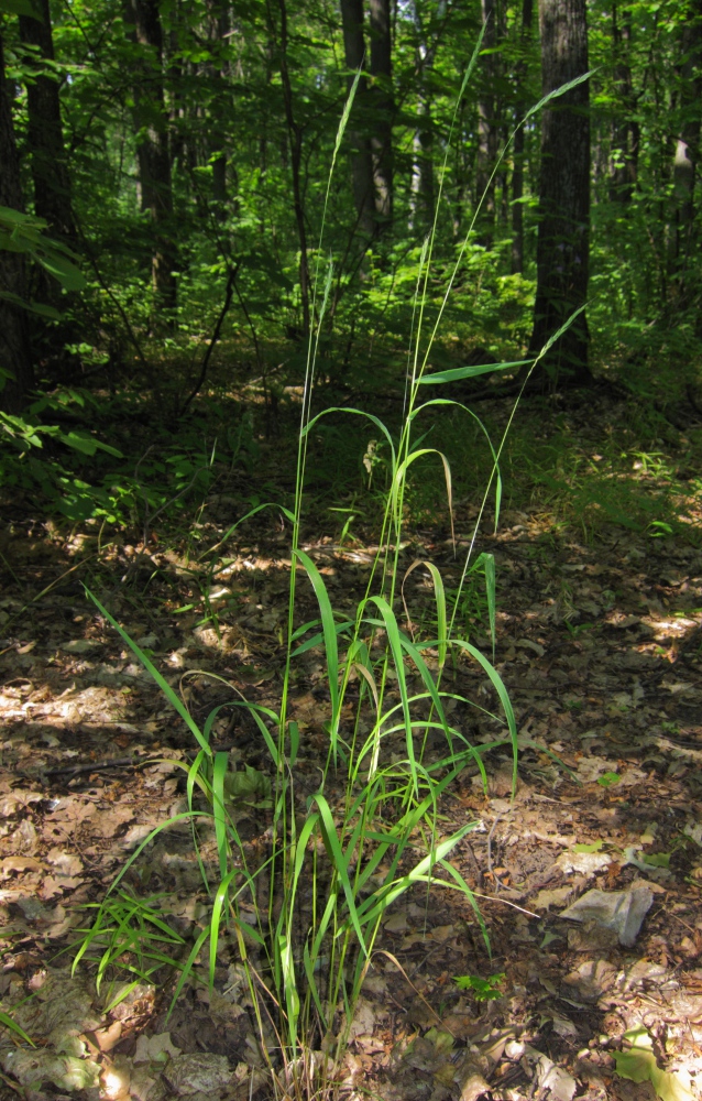 Изображение особи Elymus caninus.