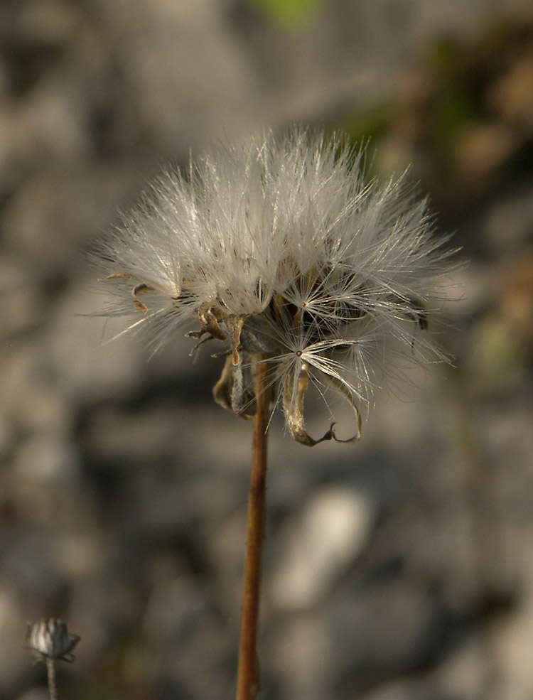 Изображение особи Crepis sonchifolia.