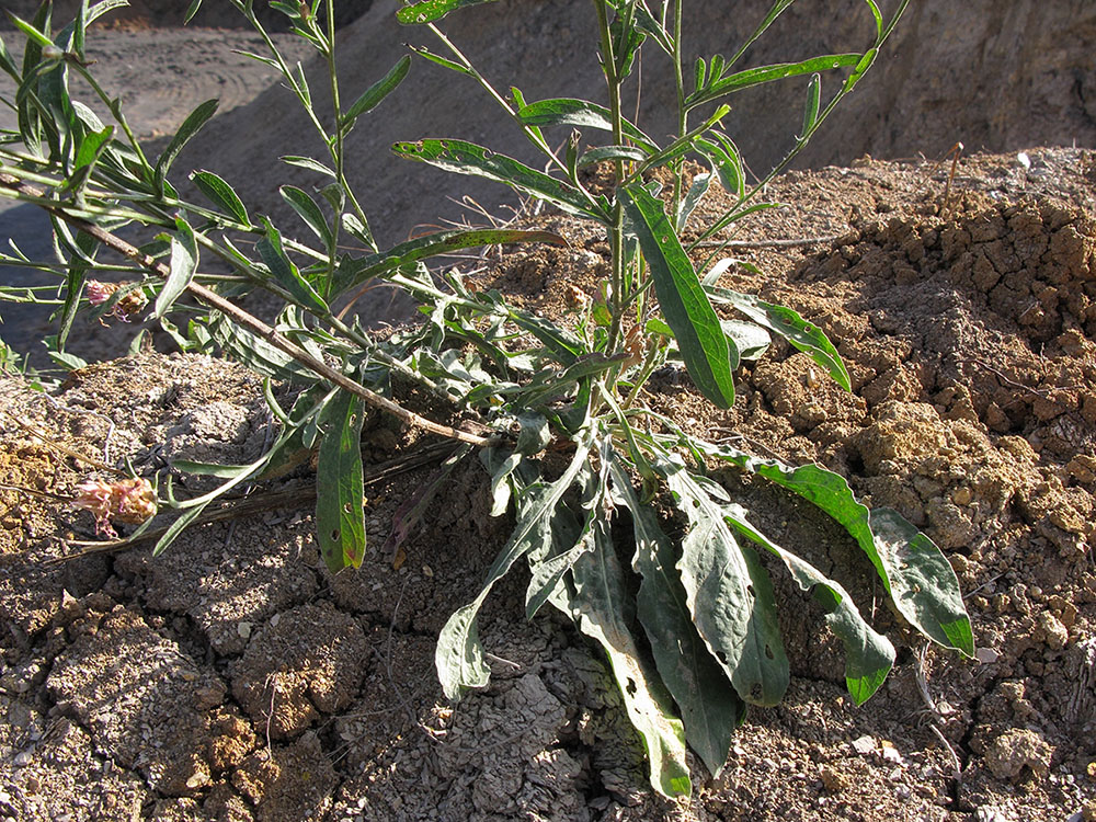 Image of Centaurea jacea ssp. substituta specimen.