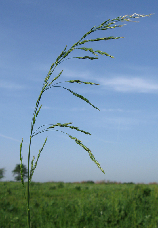 Image of genus Poa specimen.