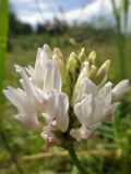 Astragalus austrosibiricus. Соцветие. Республика Бурятия, Баунтовский эвенкийский р-н, окр. пос. Северный, долина р. Мал. Амалат близ пионерлагеря, речная терраса. 15.07.2013.