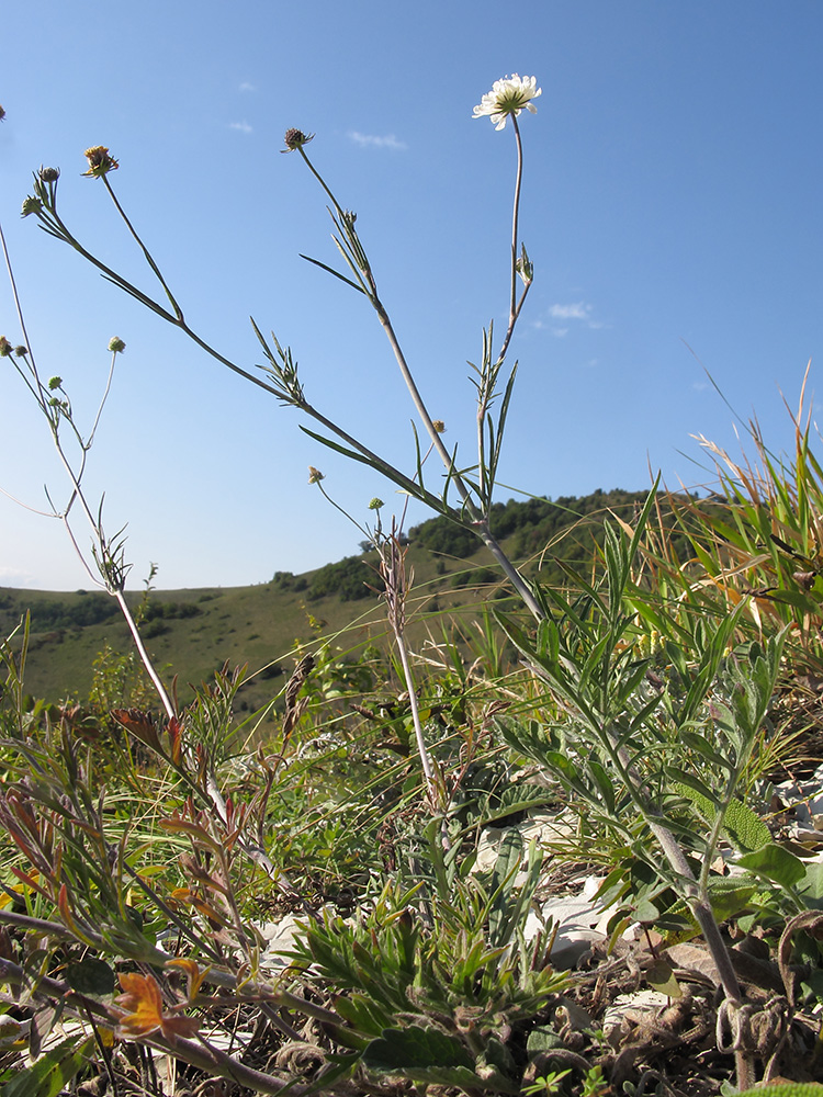 Image of Scabiosa bipinnata specimen.