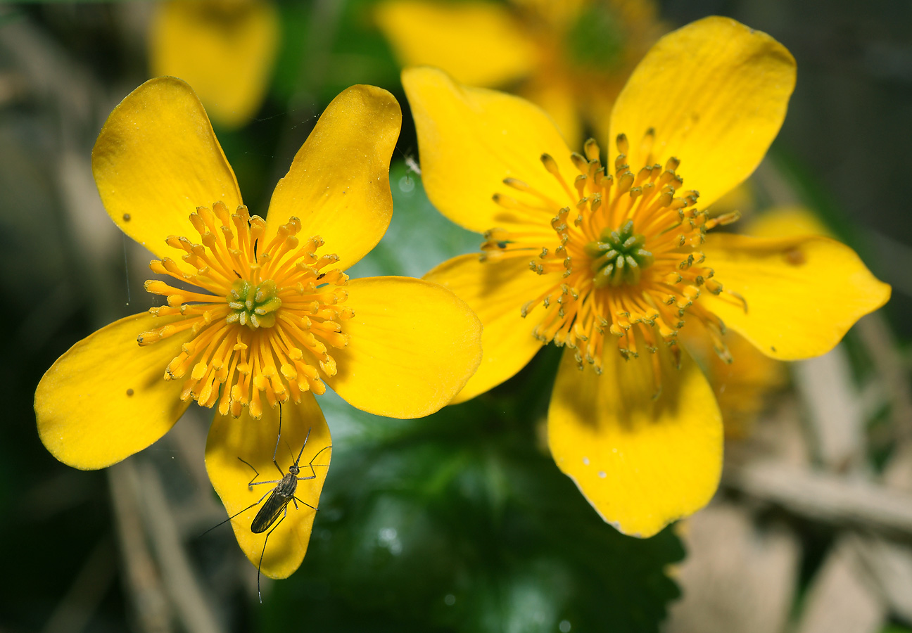 Изображение особи Caltha palustris.