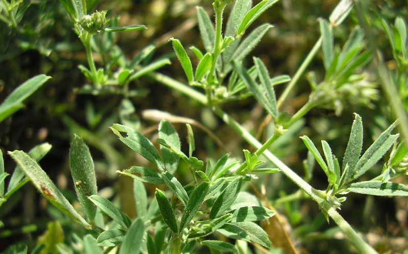 Image of Medicago falcata specimen.