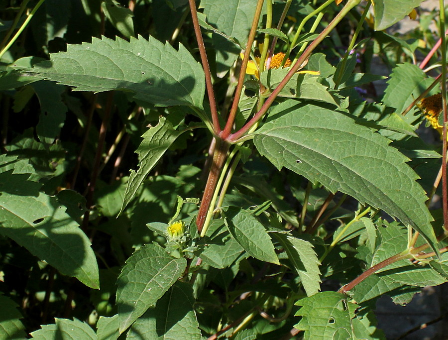 Image of Heliopsis helianthoides ssp. scabra specimen.