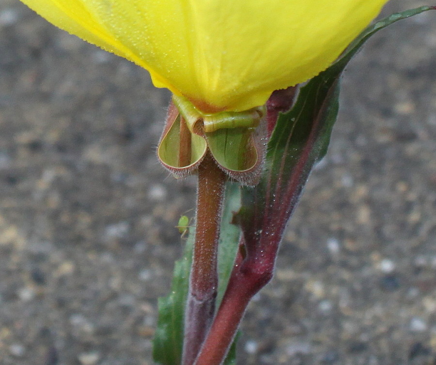 Image of Oenothera argillicola specimen.