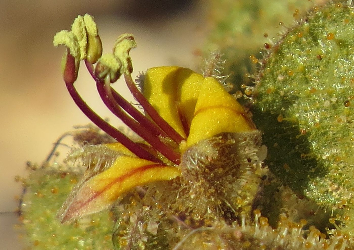 Image of Cleome droserifolia specimen.