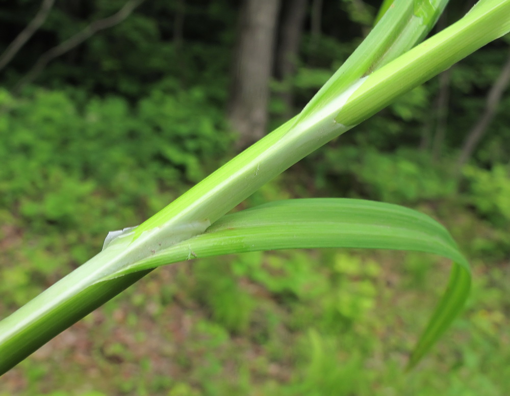 Изображение особи Carex tuminensis.