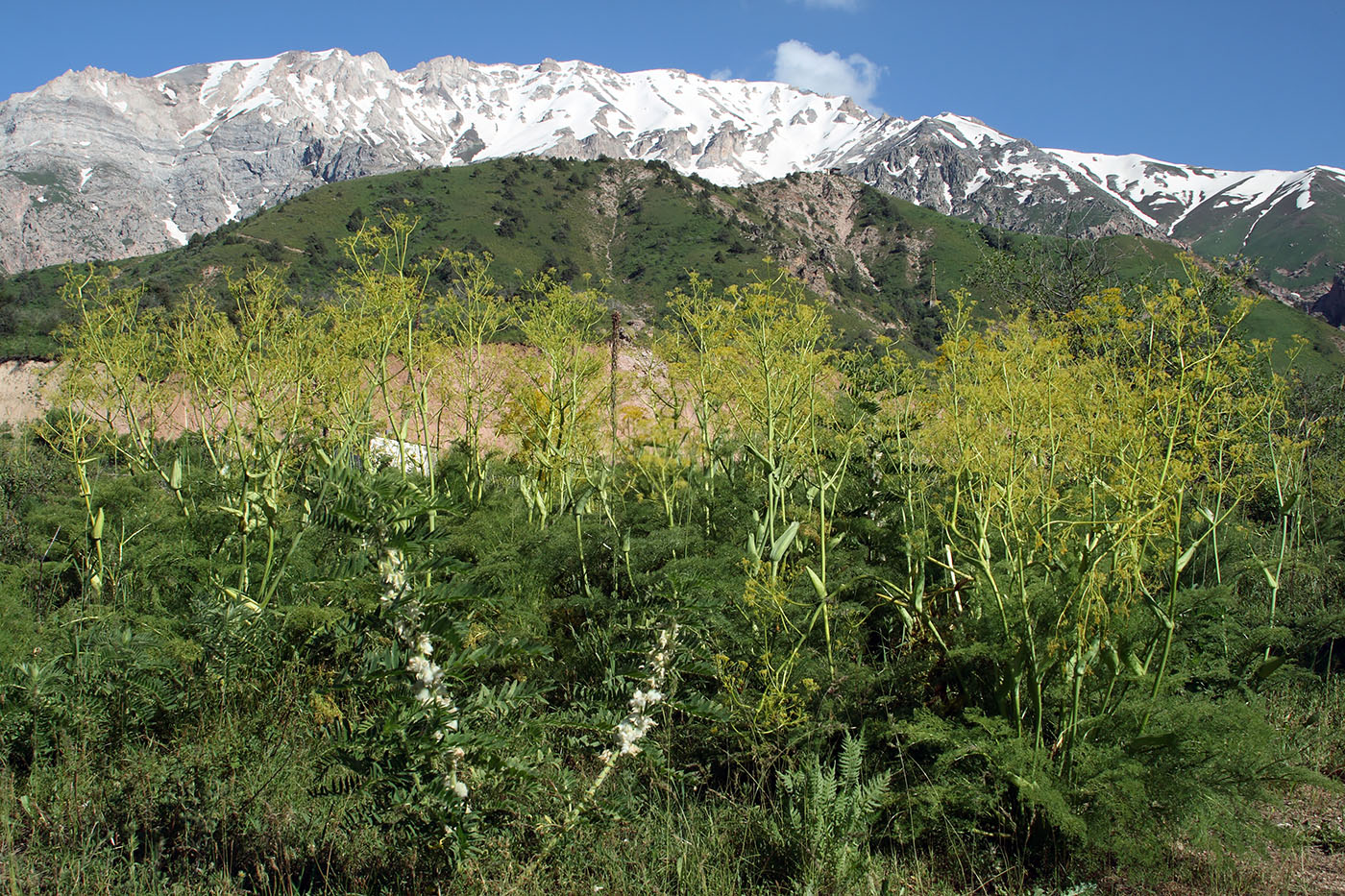 Image of Ferula prangifolia specimen.