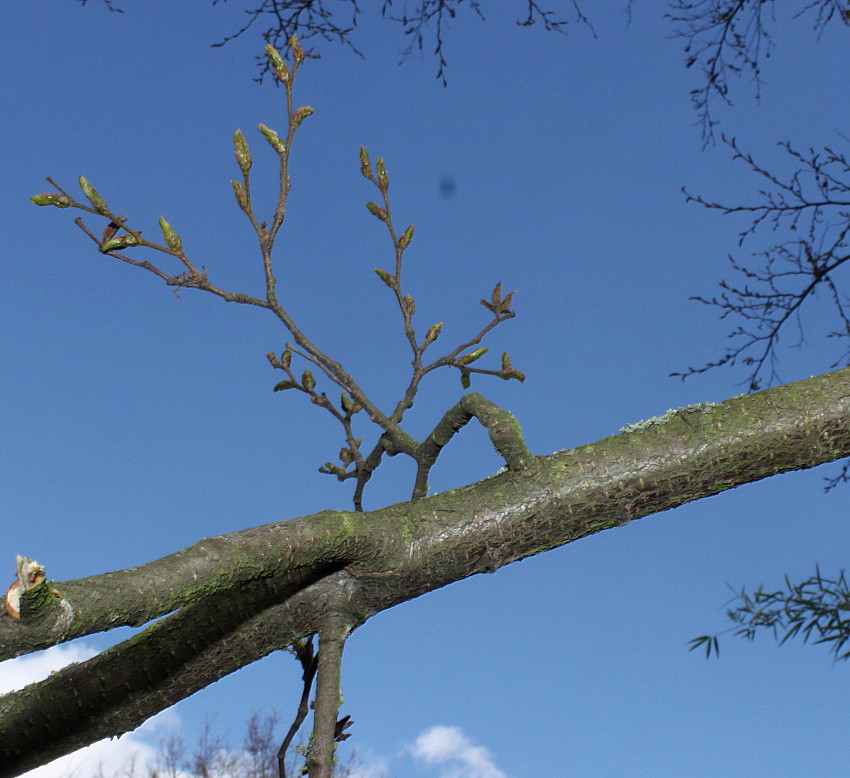 Image of Nothofagus &times; alpina specimen.