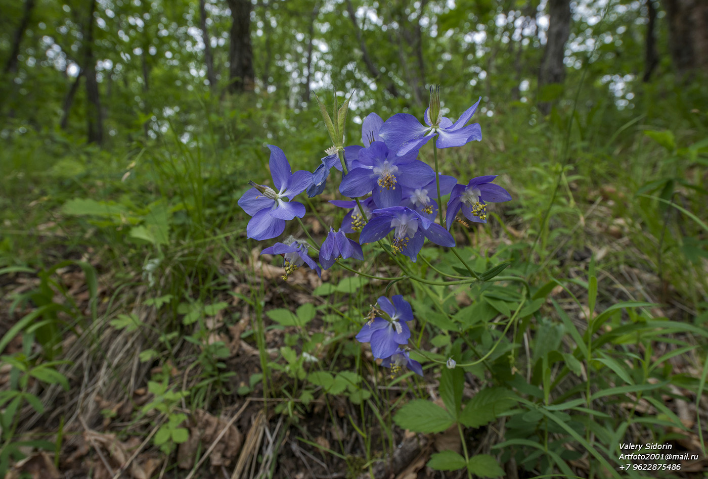 Image of Aquilegia amurensis specimen.