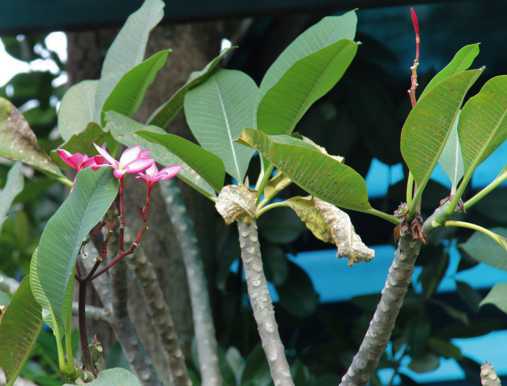 Image of Plumeria rubra specimen.