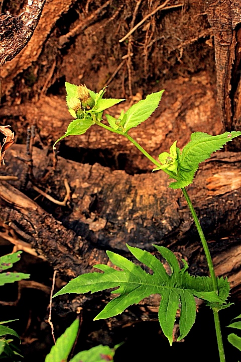 Image of Cirsium oleraceum specimen.